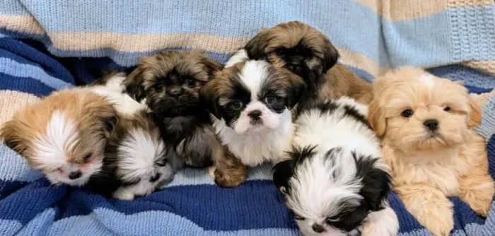 Lindos filhotes de shitszu para doação