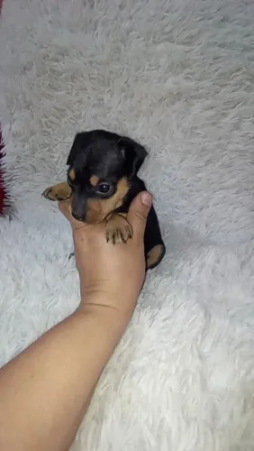 Pinscher miniatura fêmea
