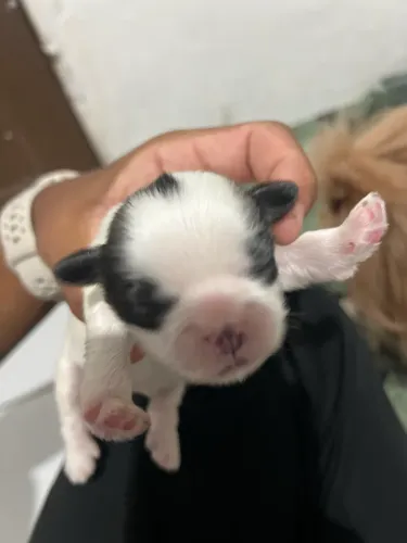 Shih tzu