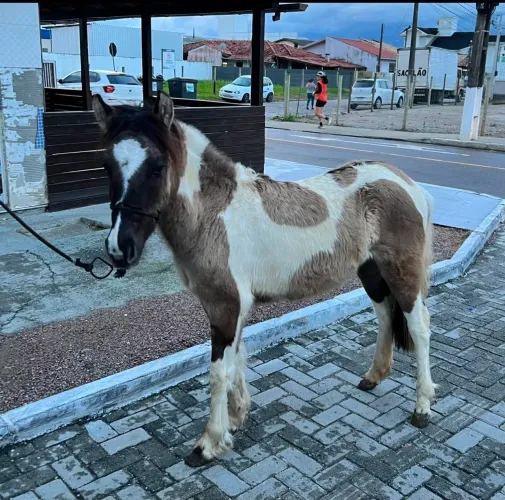 Vendo pônei mansinha para criança