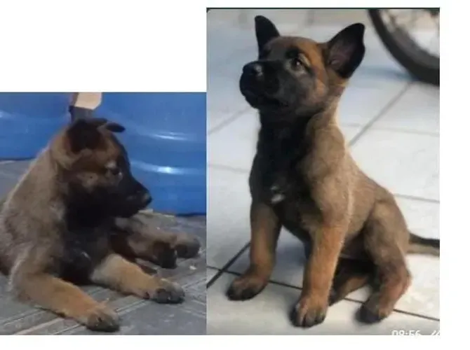 Troco Filhote pastor belga de malinois