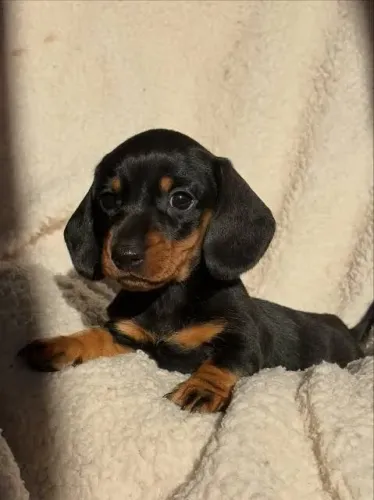 Basset teckel mini feminhas
