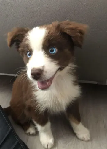 Border collie muito docil