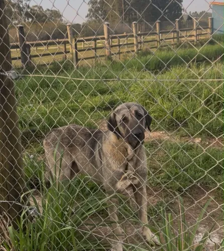 Vendo Kangal Turco macho !