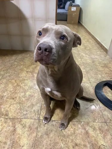 Filhotes Pitbull de Raça
