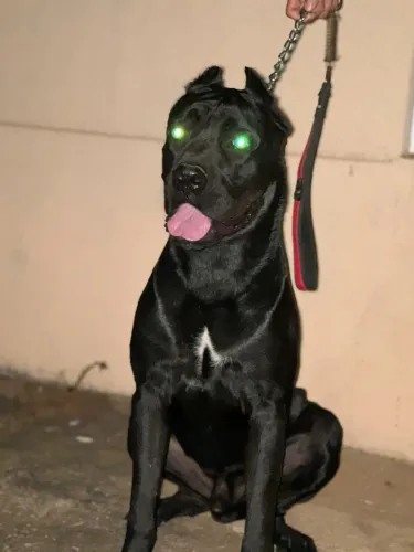 Filhotes de Cane Corso