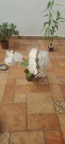 Vaso lírio da paz/orquídea