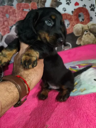 Lindo machinho Basset teckel pêlo longo disponível!