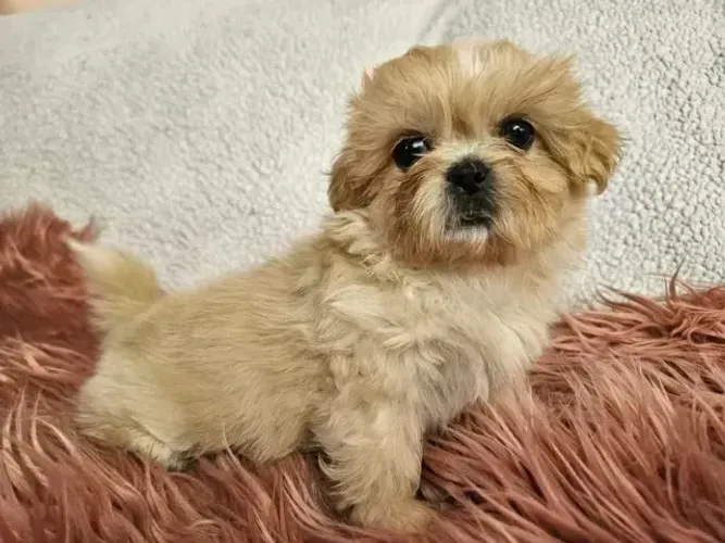 Cachorro filhote Shih tzu/ shihtzu pelagem macia e muito charme