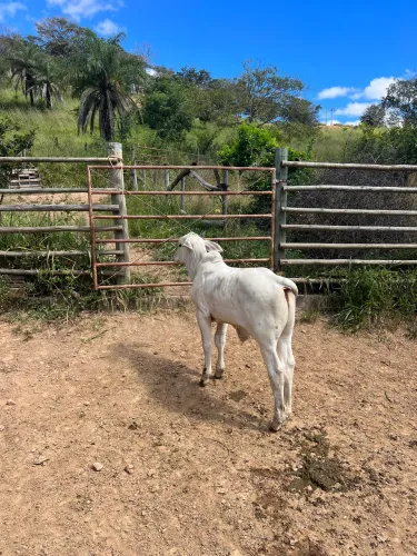 Bezerro tourinho premium 