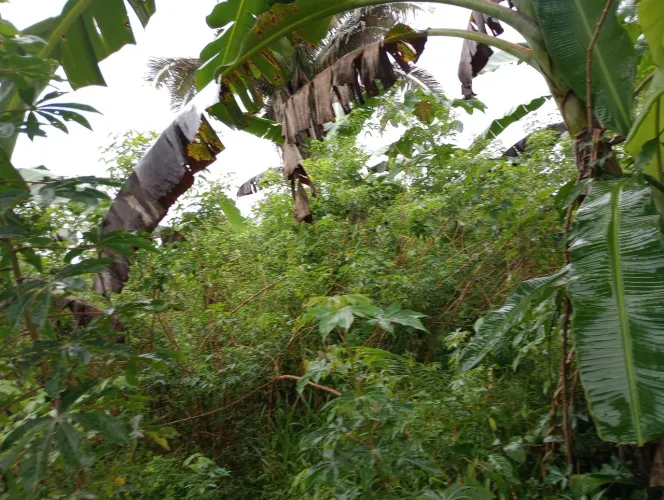 Oportunidade de chácara já plantada e produzindo.
