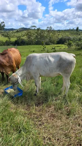 Novilha mestiça,3 anos , primeira prenhez, prenhe de nelore pintado. Mansinha.