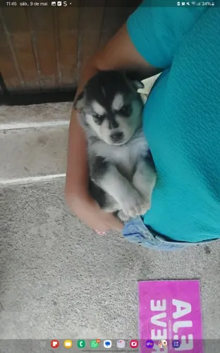 FILHOTES PUROS DE HUSKY SIBERIANO 