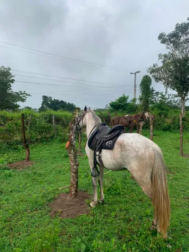 Cavalo