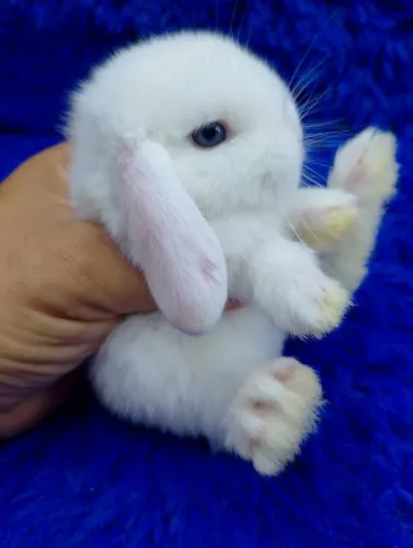Mini coelho ?