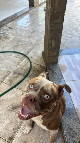 American bully para cobertura