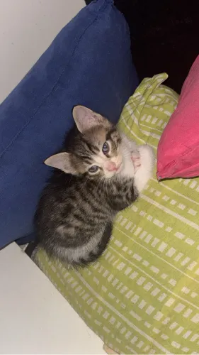 Doação de 2 gatinhos
