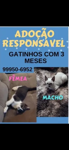 Doação de gatinhos e gatinhas