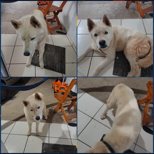 Doação responsável Husky Siberiano