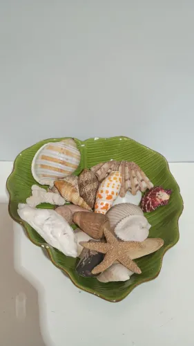 Conjunto decoração Tigela formato de folha + conchas naturais  