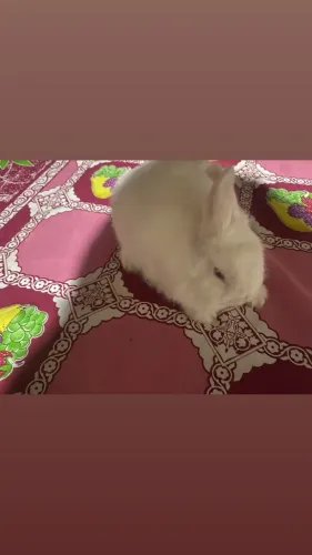 Coelha Mine Porquinho da índia uma Hamster etc