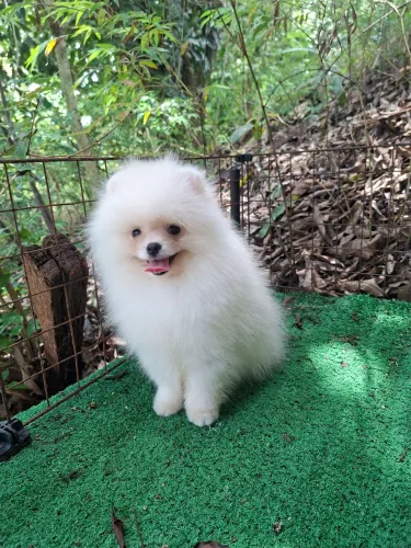 Spitz alemão (Lulu da Pomerânia)