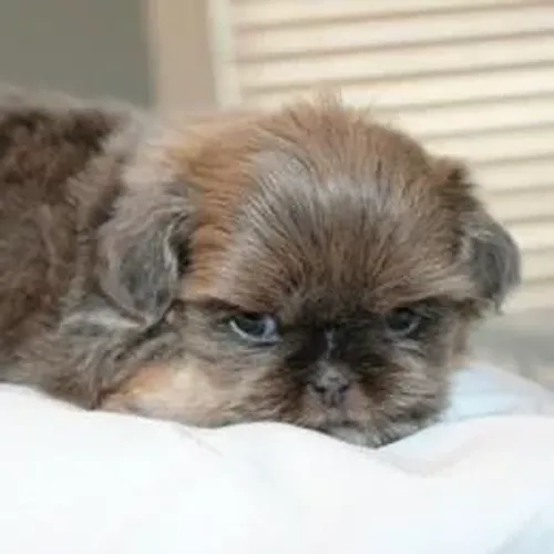 Lhasa Apso,Lhasa Apso Filhote Linda Linhagem Disponível