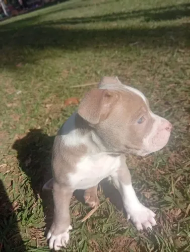 América bully