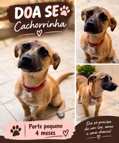 DOA-SE CACHORRINHA KIARA