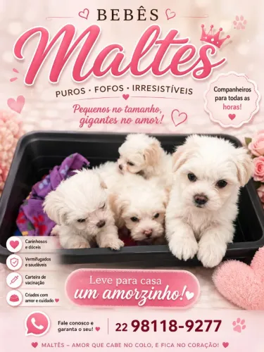 Bebês maltês