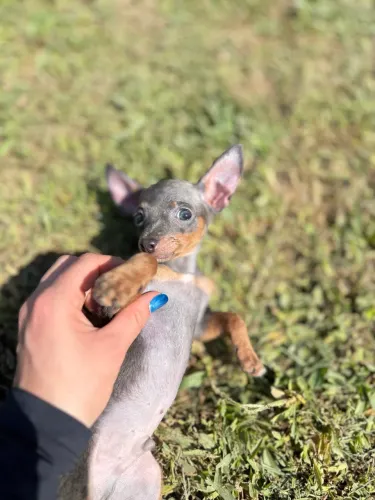 Pinscher macho, lindíssimo. Bem pequeno! Usando tapete higiênico, parcelo e entrego