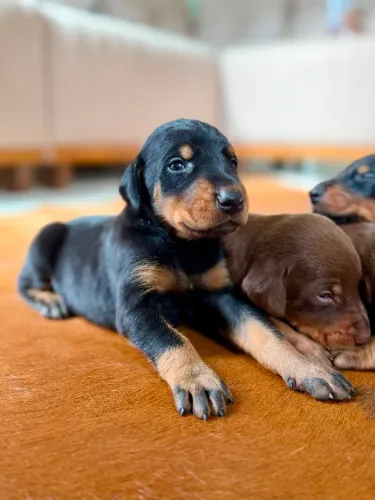 Lindos filhotes Dobermann padrão exposição top