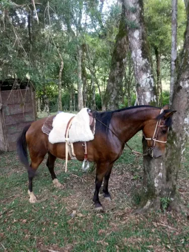 Vendo cavalo de montaria
