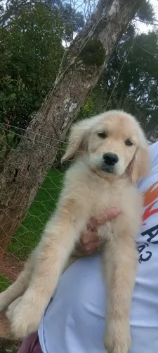 Última fêmea de Golden