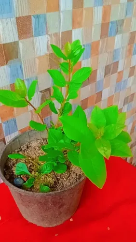 Mudas de plantas