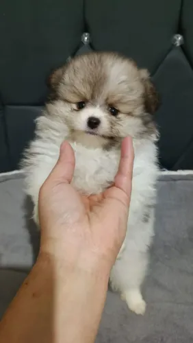 Lulu da Pomerânia Spitz 