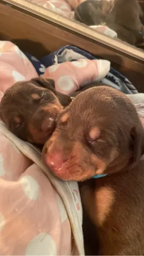 Filhotes doberman