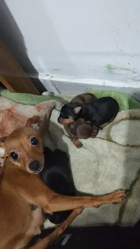 Pinscher zero