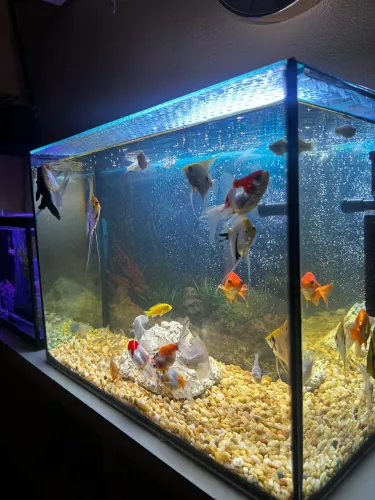 Aquário completo 