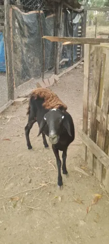 VENDO OVELHA!