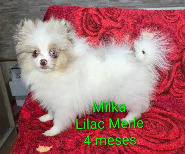 Fêmea Lilac Merle