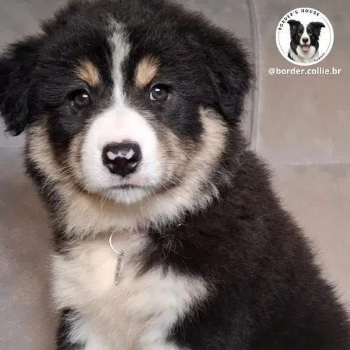 Border collie c/ pedigree cbkc prontos para entrega