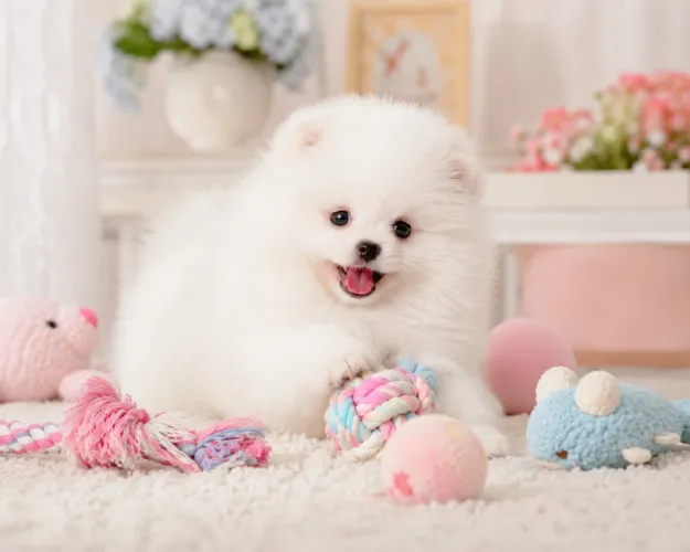 Lulu da pomerania para apartamento
