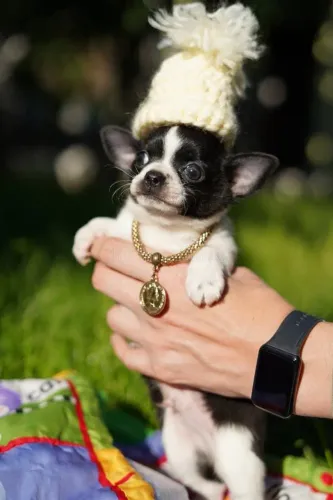 Mini Chy um encanto. O dia das crianças perfeito
