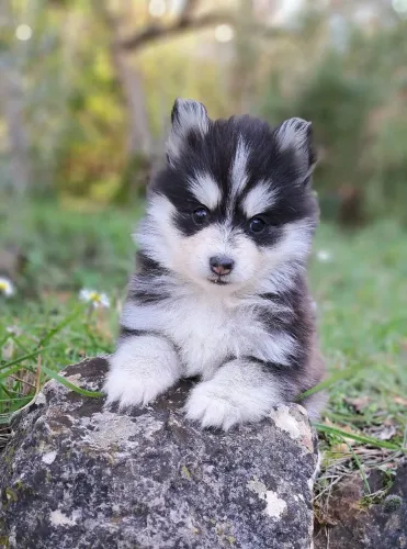 Filhote de Spitz Alemão O Amigo Ideal Para Quem Busca Muito Carinho