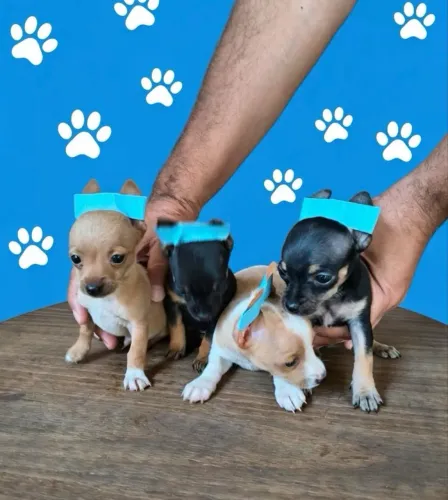 Pinscher