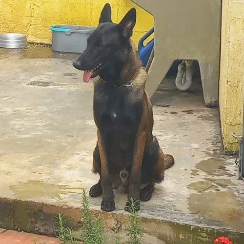 Vendo filhotes de pastor belga