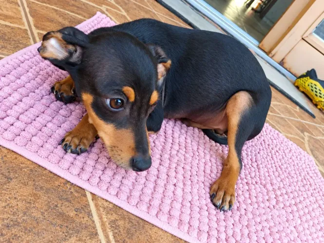Filhote de Pinscher e salsicha