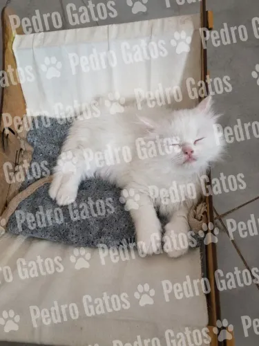 Angora turco gatil registrado.
