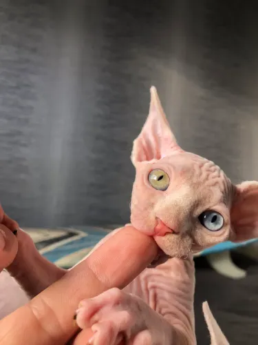Sphynx Femea